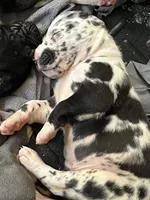 Ruben, a male Great Dane for sale in Farmington, NH – 3 of 3