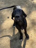 T-bone, a male Great Dane for sale in Farmington, NH – 9 of 10