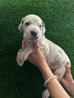 Cesar, a male Great Dane for sale in Farmington, NH – 5 of 5