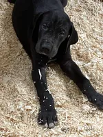 T-bone, a male Great Dane for sale in Farmington, NH – 6 of 10