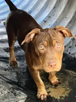 Hopper, a female American Bully and Labrador Retriever for sale in Farmington, NH – 3 of 4