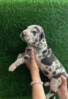 Cookie, a female Great Dane for sale in Farmington, NH – 4 of 5