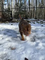 Ripley, a male American Bully for sale in Farmington, NH – Photo 4 of 4