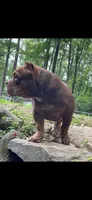 Ripley, a male American Bully for sale in Farmington, NH – Photo 3 of 4