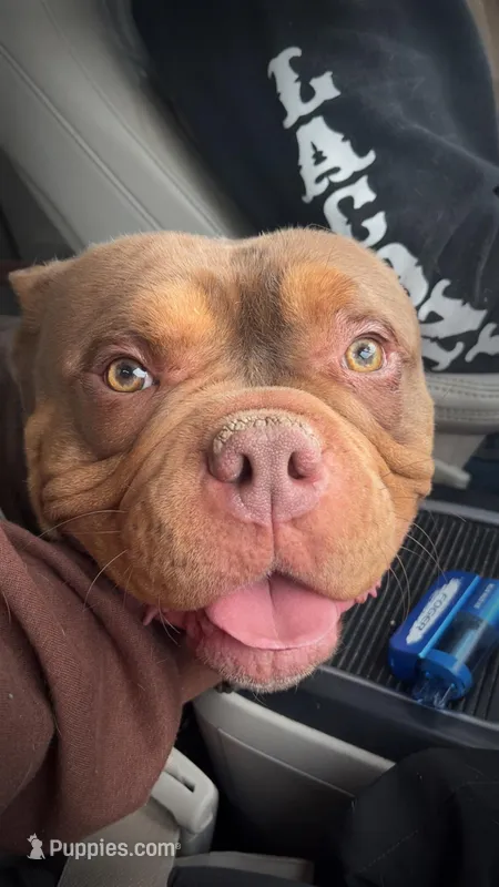 Ripley – American Bully puppy for sale in Farmington, NH