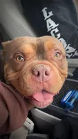 Ripley, a male American Bully for sale in Farmington, NH – Photo 1 of 4