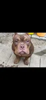 Ripley, a male American Bully for sale in Farmington, NH – Photo 2 of 4