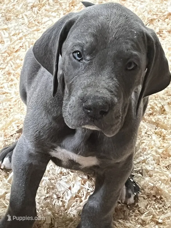 Waffles – Great Dane puppy for sale in Farmington, NH