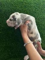 Ritz, a male Great Dane for sale in Farmington, NH – 7 of 7
