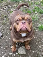 Ripley, a male American Bully for sale in Farmington, NH – 5 of 5