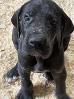 T-bone, a male Great Dane for sale in Farmington, NH – 3 of 10