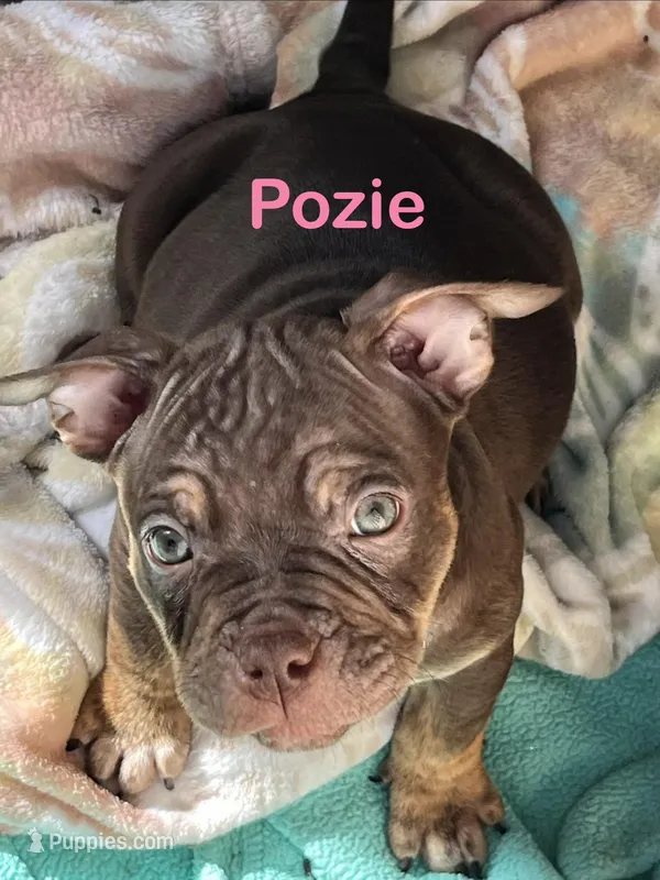 Pozie