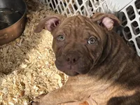 Summer , a female American Bully for sale in Farmington, NH – Photo 2 of 2