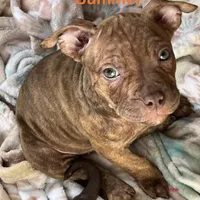 Summer , a female American Bully for sale in Farmington, NH – Photo 1 of 2