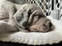 Cesar, a male Great Dane for sale in Farmington, NH – 3 of 4