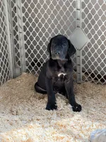 T-bone, a male Great Dane for sale in Farmington, NH – 5 of 10
