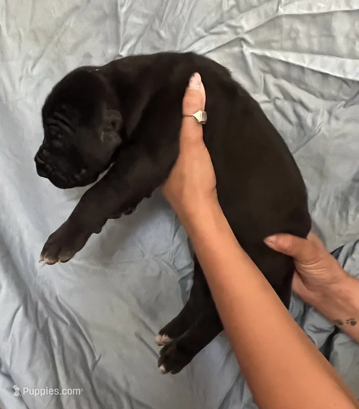T-bone – Great Dane puppy for sale in Farmington, NH