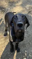 T-bone, a male Great Dane for sale in Farmington, NH – 10 of 10