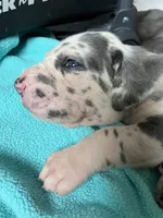 Ritz, a male Great Dane for sale in Farmington, NH – 2 of 5