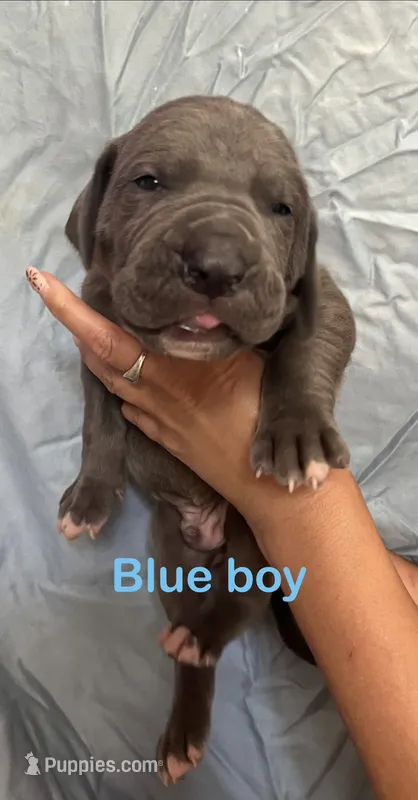 Ramen – Great Dane puppy for sale in Farmington, NH