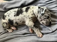 Cookie, a female Great Dane for sale in Farmington, NH – 2 of 3