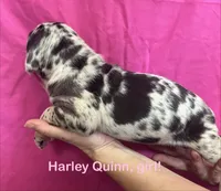 Cookie, a female Great Dane for sale in Farmington, NH – 3 of 3