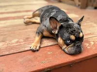 Shania, a female French Bulldog for sale in Danielsville, GA – 2 of 5