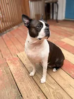 Ellie, a female Boston Terrier for sale in Danielsville, GA – 4 of 6