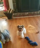 Charm, a female Yorkshire Terrier for sale in Danielsville, GA – 3 of 3