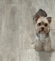 Mindy, a female Yorkshire Terrier for sale in Danielsville, GA – 4 of 4