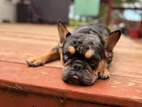 Shania, a female French Bulldog for sale in Danielsville, GA – 5 of 5