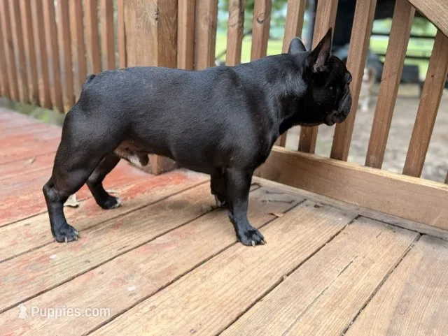 AKC Champion Sired Colby – French Bulldog puppy for sale in Danielsville, GA