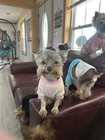 Charm, a female Yorkshire Terrier for sale in Danielsville, GA – 2 of 3