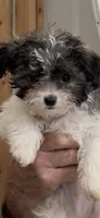 Dale, a male Maltipoo for sale in Danielsville, GA – 3 of 4