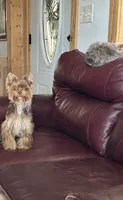 Yogi, a male Yorkshire Terrier for sale in Danielsville, GA – 2 of 2