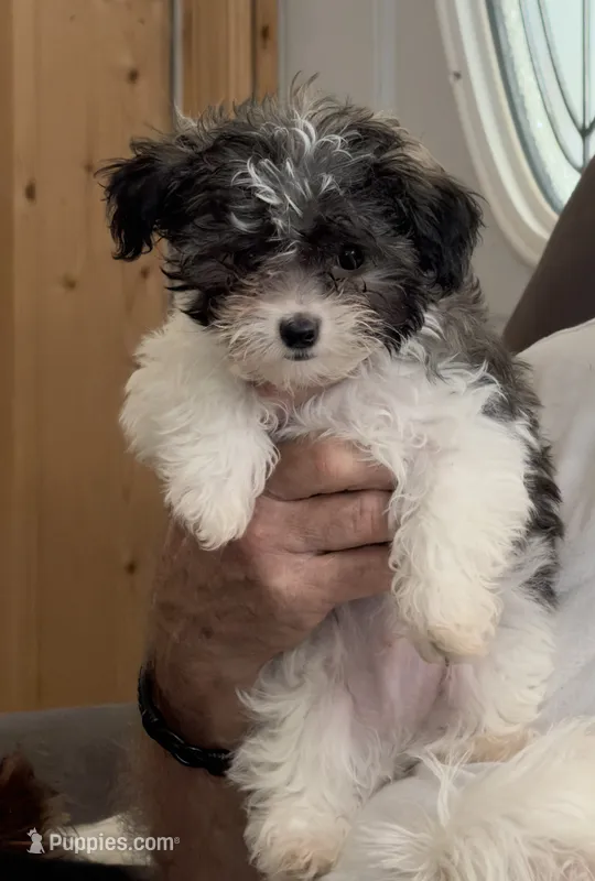 Dale – Maltipoo puppy for sale in Danielsville, GA