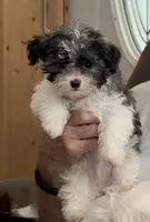 Dale, a male Maltipoo for sale in Danielsville, GA – 1 of 4