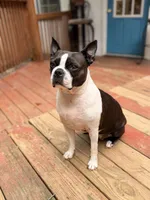 Ellie, a female Boston Terrier for sale in Danielsville, GA – 3 of 6