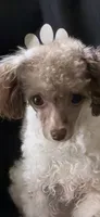 Kane Brown, a male Poodle - Toy  for sale in Danielsville, GA – 1 of 3
