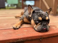 Shania, a female French Bulldog for sale in Danielsville, GA – 4 of 5