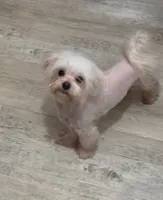 Anna Belle Grace, a female Maltese for sale in Danielsville, GA – 2 of 2