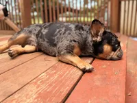 Shania, a female French Bulldog for sale in Danielsville, GA – 3 of 5
