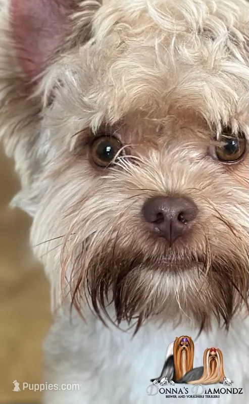 Mindy – Yorkshire Terrier puppy for sale in Danielsville, GA