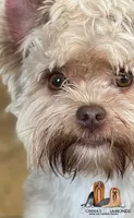Mindy, a female Yorkshire Terrier for sale in Danielsville, GA – 1 of 4