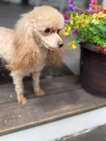 Shasta, a female Poodle - Miniature  for sale in Danielsville, GA – 2 of 3