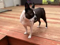 Ellie, a female Boston Terrier for sale in Danielsville, GA – 2 of 6