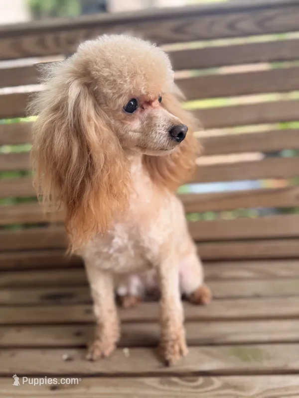 Shasta – Poodle - Miniature  puppy for sale in Danielsville, GA
