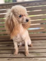 Shasta, a female Poodle - Miniature  for sale in Danielsville, GA – 1 of 3