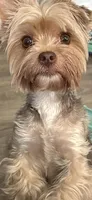 Pending ..Will, a male Yorkshire Terrier for sale in Danielsville, GA – Photo 2 of 3