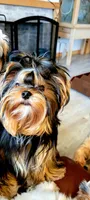 Pending ..Will, a male Yorkshire Terrier for sale in Danielsville, GA – Photo 3 of 3